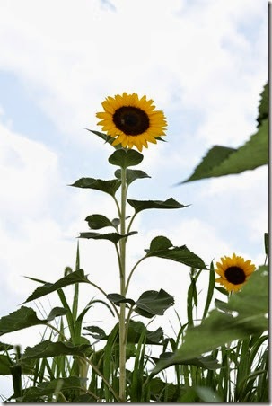 043