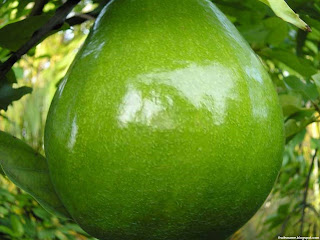 Avocado fruit images wallpaper