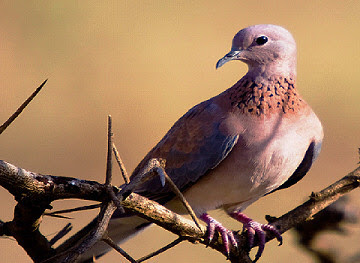 اليمامة الضاحكة القمرية Palm Dove. يمامة صغيرة الحجم ذات لون نحاسي مع لون أزرق رمادي على الجناحين وحلقة بلون ازرق