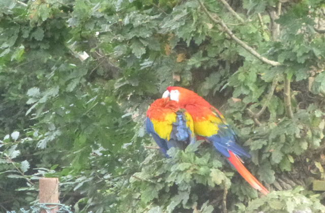 Papageien im Fota Wildlife Park in Cork / Irland