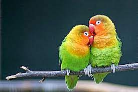 লাভ বার্ড পাখির ছবি - লাভ বার্ড পাখির দাম কত -  লাভ বার্ড পাখির খাবার তালিকা - love bird pakhi - NeotericIT.com