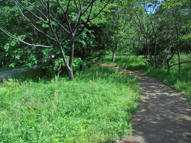 弥生の森遊歩道