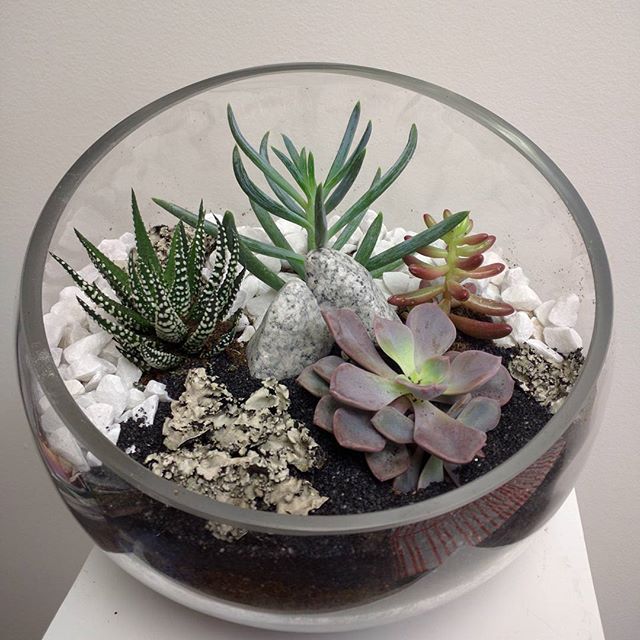 succulent terrarium