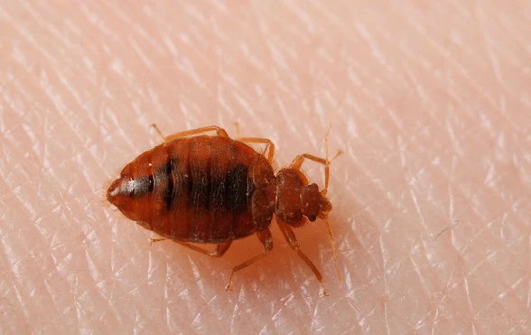Bed Bug Home Made Repellent You Never Knew