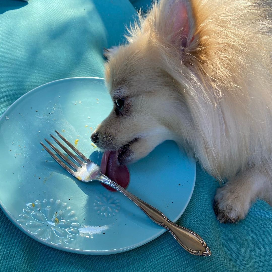 dog licking inside of a plate