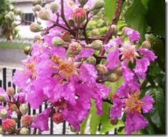 Lagerstroemia indica2