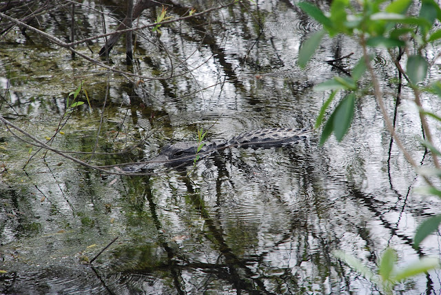 Big Cypress National Preserve