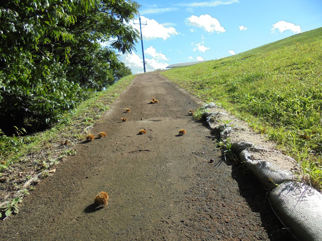 遊歩道に散らばる栗の実