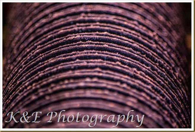 OCTOBER 2014 (1 of 11)