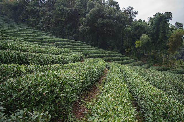 Plantations de thé à Long Jing