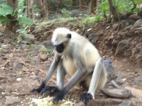 monkey in nice pose junagadh