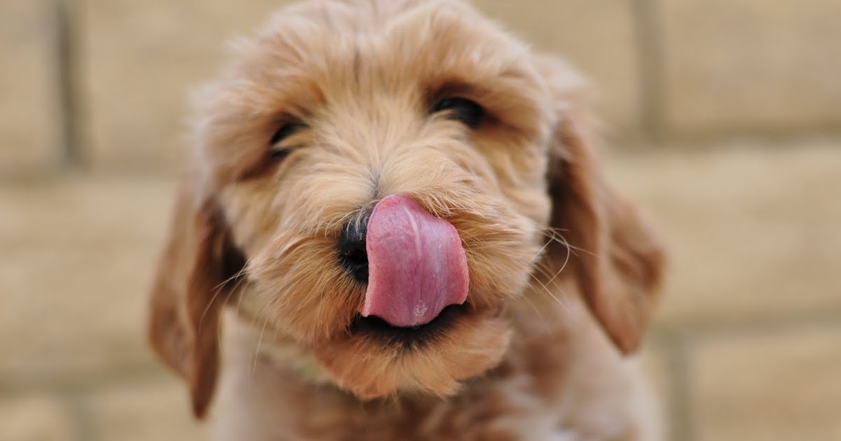 Faithful Doodles: F1B English Goldendoodles--8 Weeks Old ...