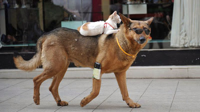 Foto seekor kucing 'mengendarai' anjing di China