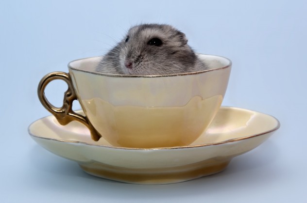 baby animals pictures, animals in cups, cute animal pictures, tiny animals in cups, adorable baby animal pictures, small animals in cups