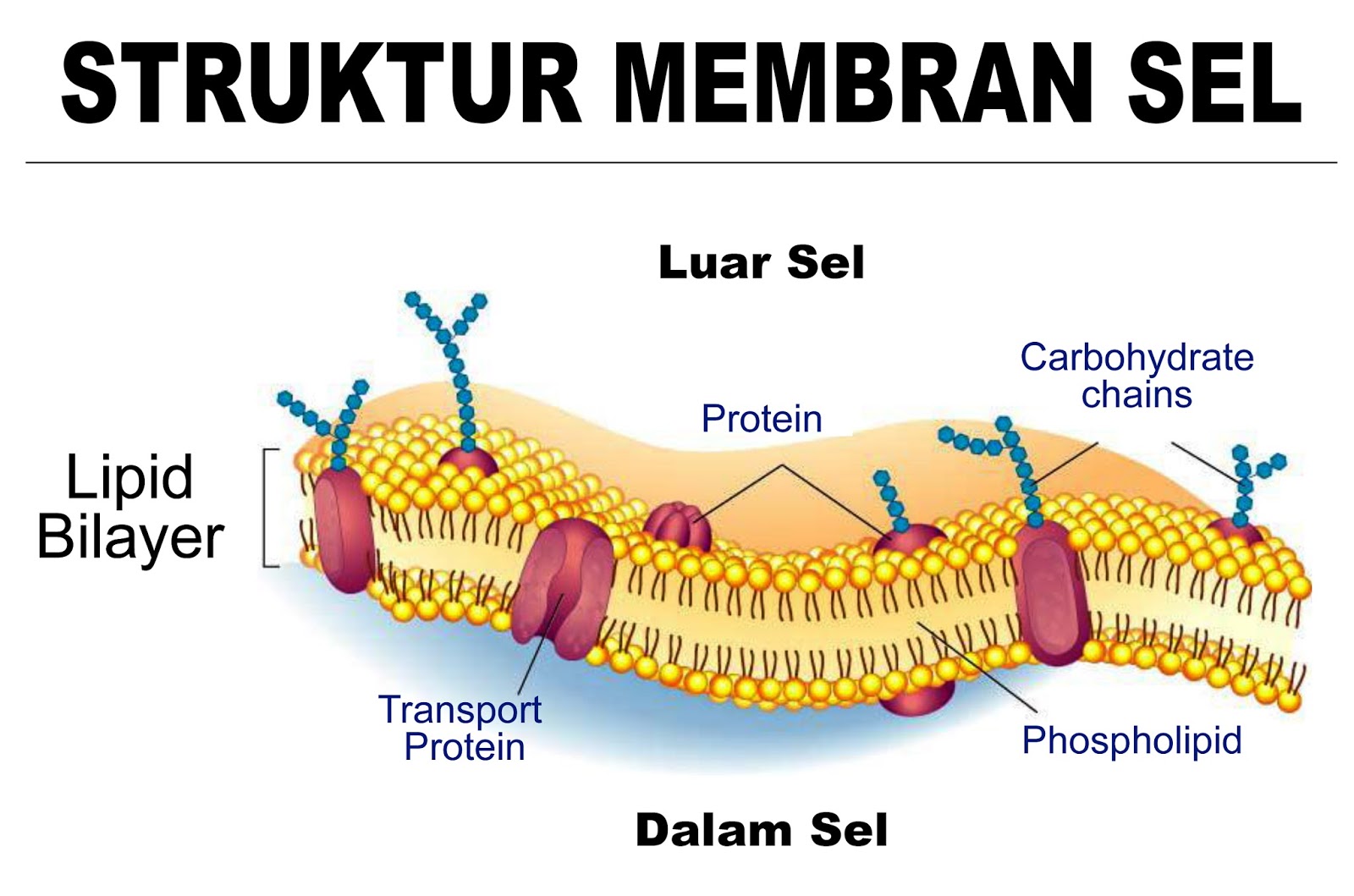 Here I Grow BAGIAN  BAGIAN  SEL DAN FUNGSINYA