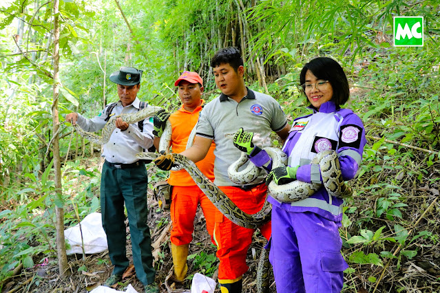 မြွေအကောင် (၅၀) ကျော် ပဲခူးရိုးမထဲ လွှတ်ပေးခဲ့တဲ့ မရွှေလဲ့