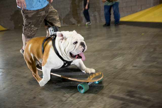 Beefy, the skateboarding dog