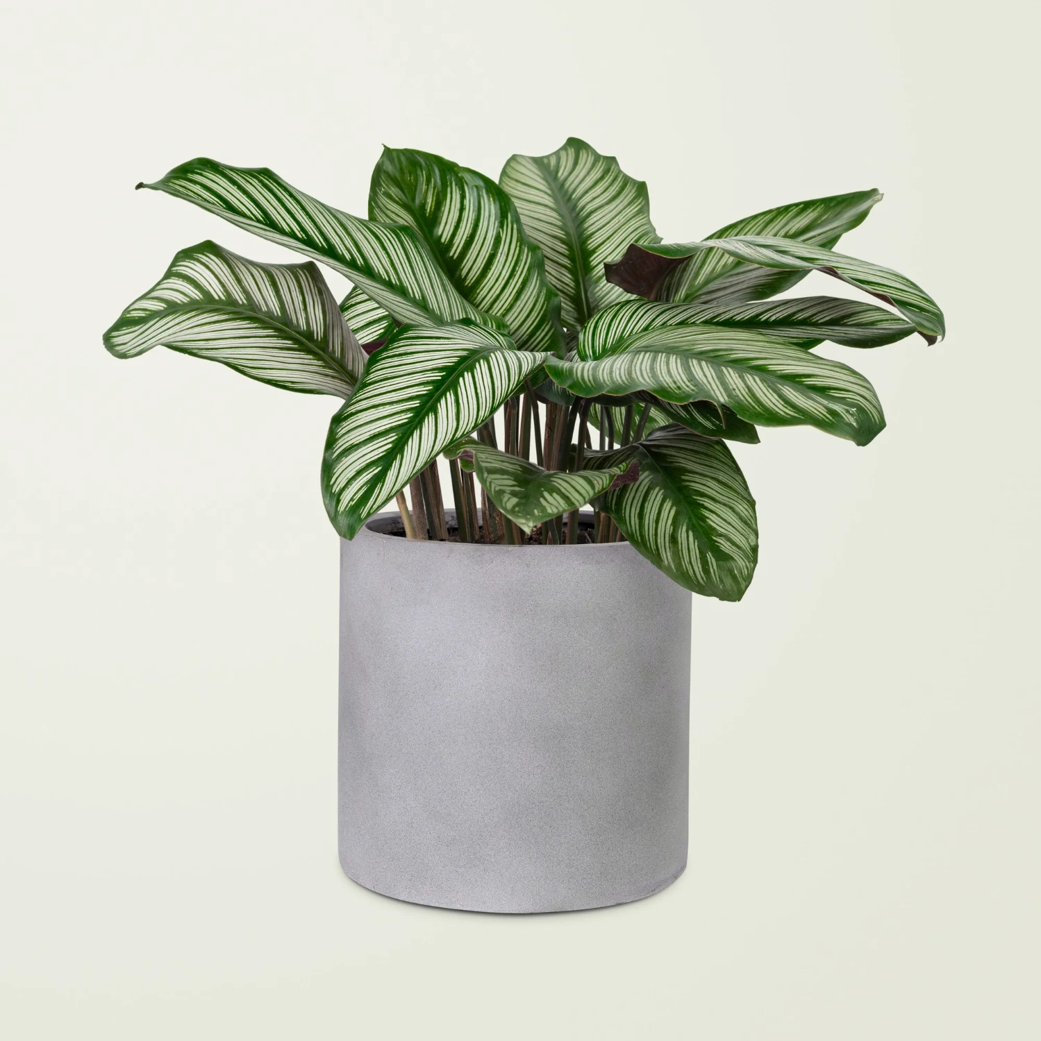 calathea disebut juga kattleya