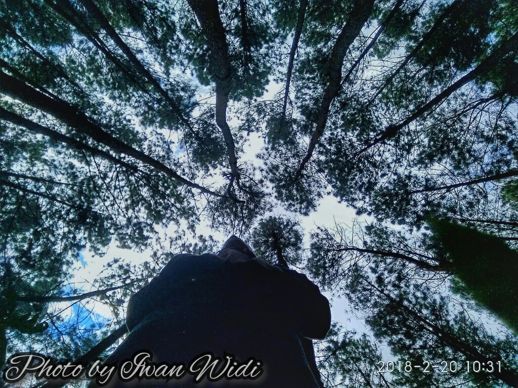 Keindahan Hutan Pinus Bukit Asri Kertojoyo My Traveling Diary