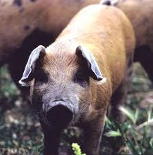 hogs Pictures