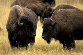 Buffalo Pictures