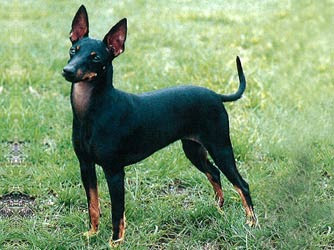 Manchester Terrier Puppy Pictures