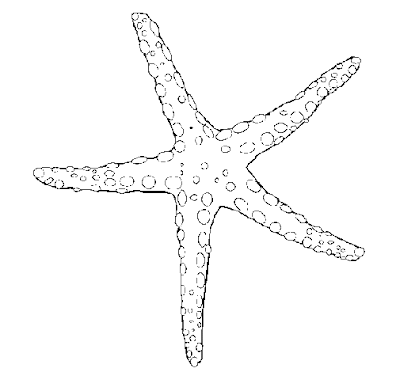 Desenhos de Estrela do mar para colorir