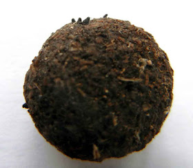 Podospora fungus growing on rabbit pellet