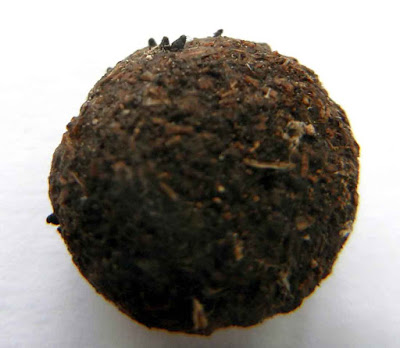 Podospora fungus growing on rabbit pellet