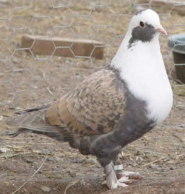 Shirazi Pigeon - Shakhsharli Tumbler Pigeon