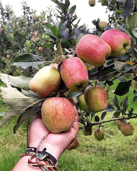 jual bibit tanaman apel anna yang cepat berbuah jayapura Palu