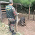 Proprietário rural é multado por criação ilegal de javali em chácara