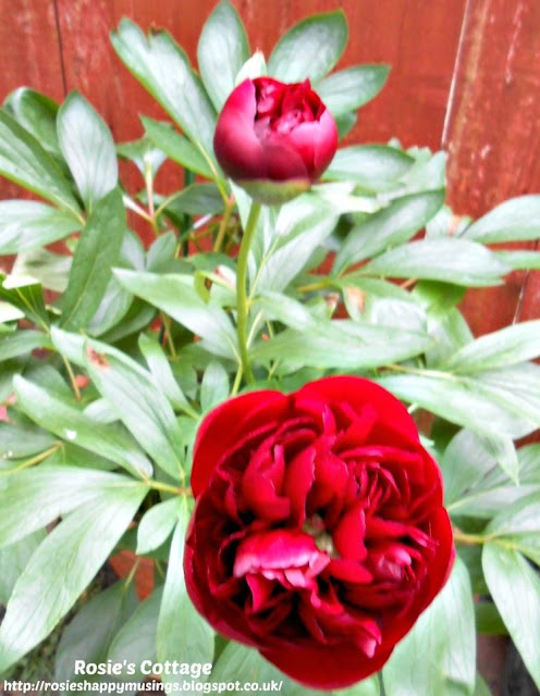 Countdown to spring has started today.  Our beautiful peonies are always the first sign of spring arriving.