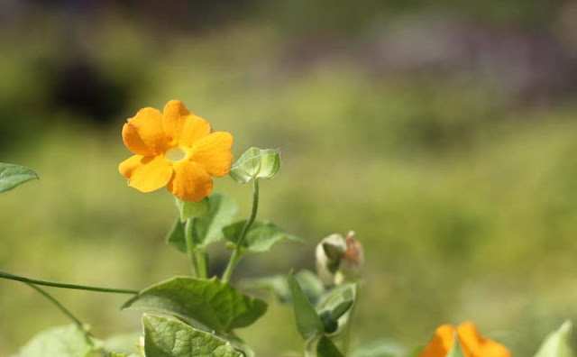 Black-Eyed Susan Vine Flowers Pictures