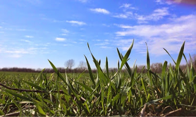 Spring in the Flint Hills means green wheat after spring rains