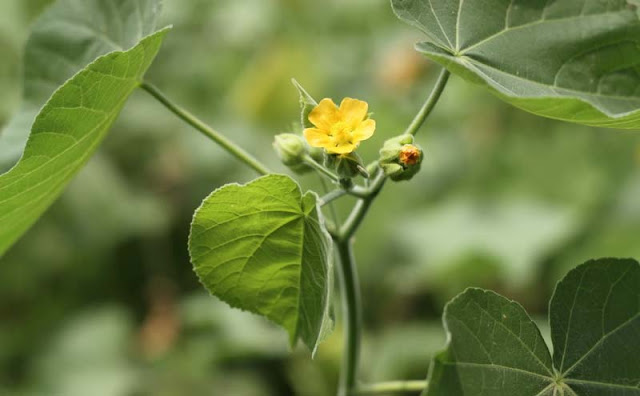 Indian Mallow Flowers