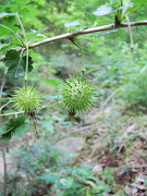 . and Jefferson Counties, Florida and McCormick County, South Carolina. (ribes echinellum stevens creek heritage preserve south carolina)