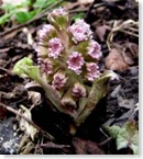 Butterbur