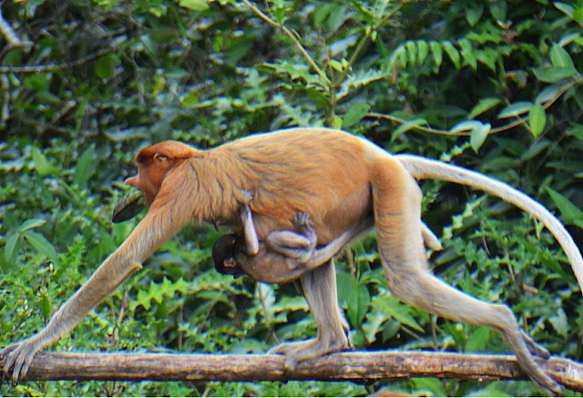 Bayi Bekantan Pulau Curiak