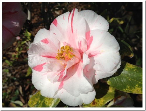 Savannah flower pink
