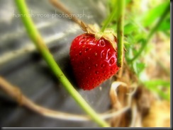 Strawberries! 131