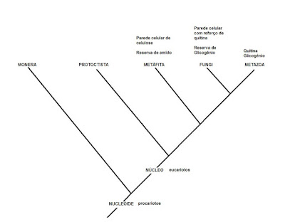 Resultado de imagem para cladograma dos reinos
