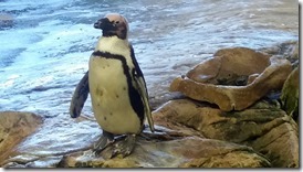 Cape Penguin_thumb[1]