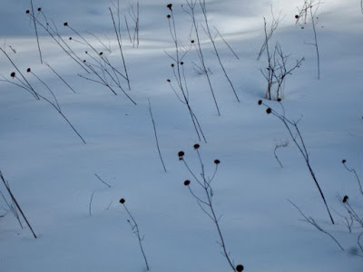 Bergamot(?) in snowy shadows