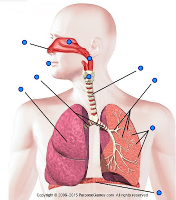 http://www.purposegames.com/game/respiratory-system-labeling-interactive-game