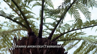 Dicksonia Antartctica Tasmanian Tree Fern