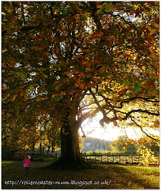 autum tree - Weald and Downland Open Air Museum