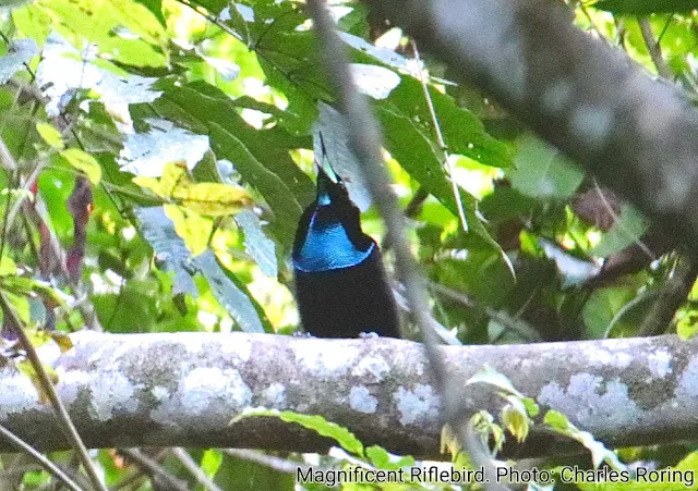 Paradise riflebird in Susnguakti forest of Arfak mountains