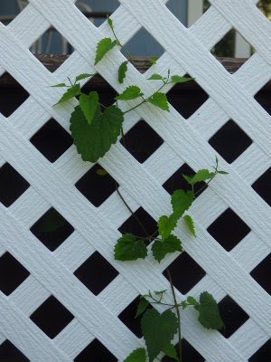 Young hops vine growing on a trellis.