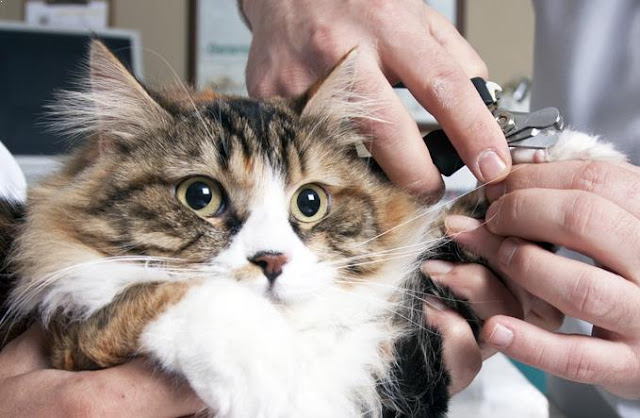 Panduan Memotong Kuku Kucing yang Aman: Jangan Sampai Si Meong Terluka!